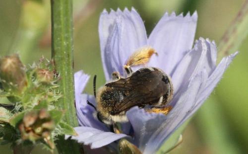 Eucera sp.